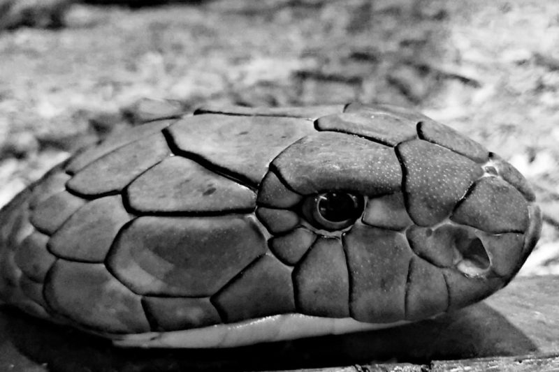 ข้อคิดชีวิตจากนิทานชาวนากับงูเห่า: การเรียนรู้จากความผิดพลาด