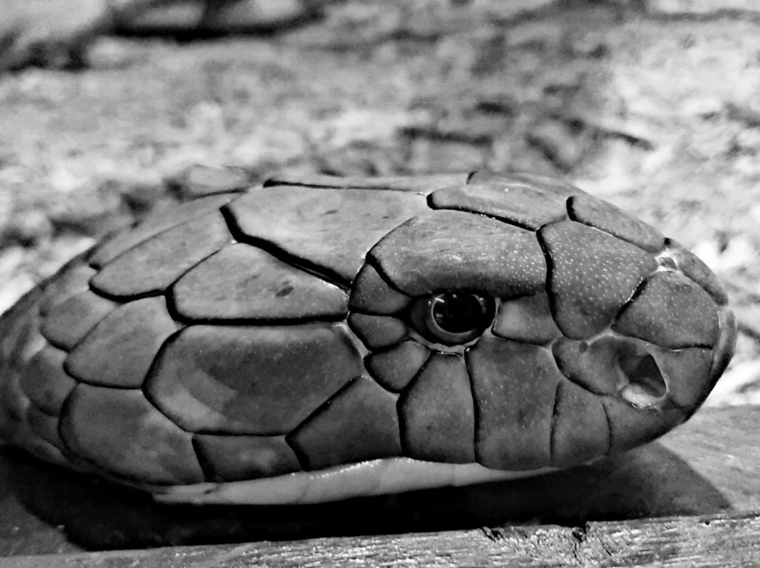 a black and white photo of a snake's head