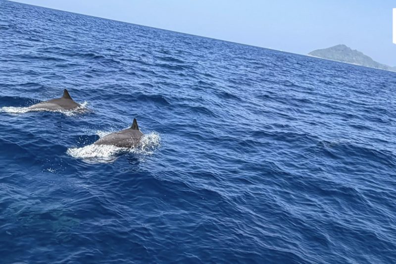 Over 120 dolphins sighted near Similan Islands