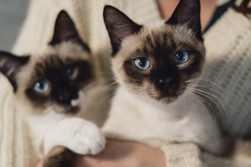 Thai cat population exceeds 4 million