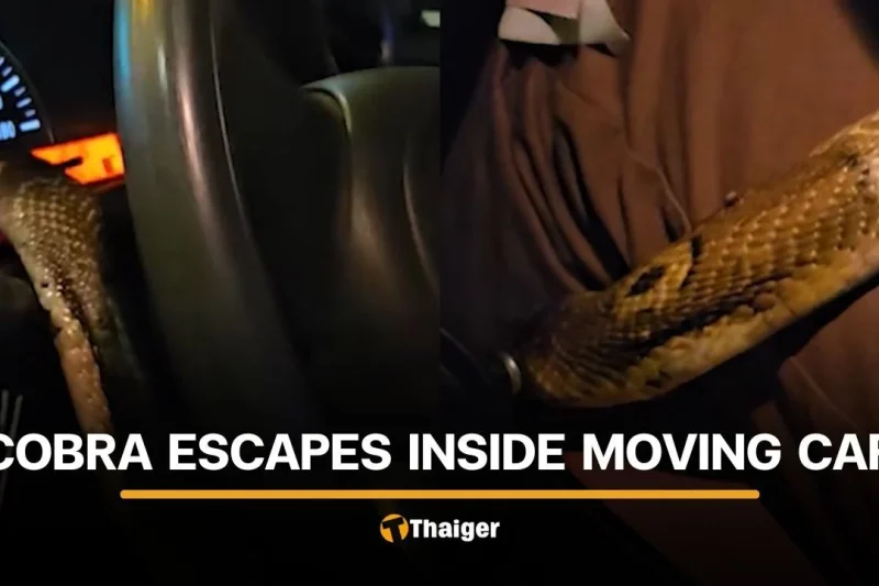Thai snake rescuer avoids danger after cobra loose in car