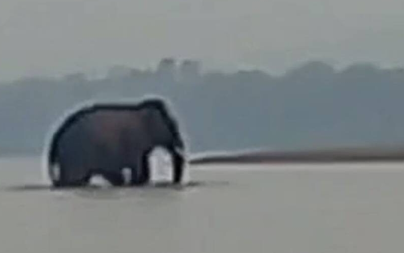 Mysterious wild elephant swims across Mekong to Laos every year