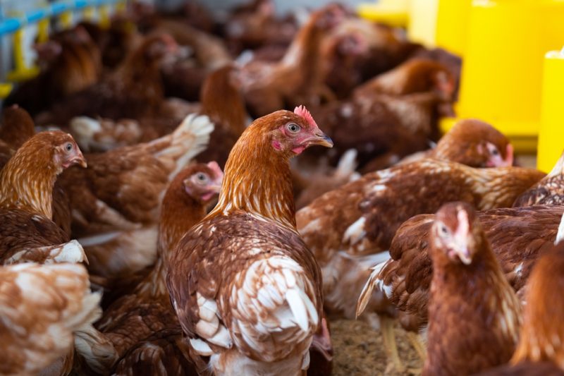 Cambodia confirms third human H5N1 case in 2026